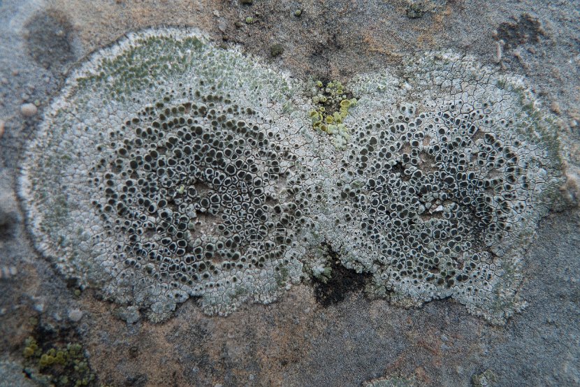 Aspicilia contorta-1